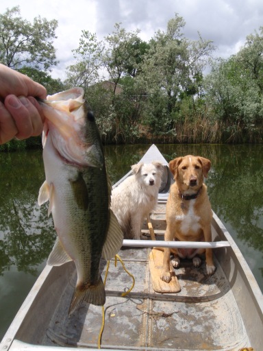 un pescado de ben, mientras dos perros vigilar