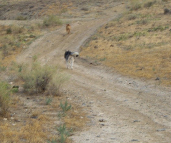 dorgles of the hi desierto