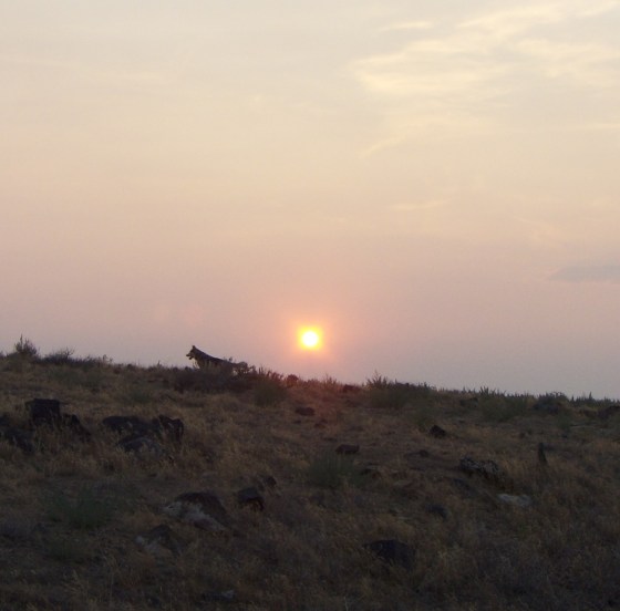 hazy forest fire sunset, with rocksea