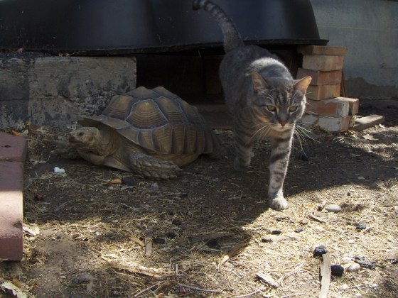 cat and tortoise of the cave