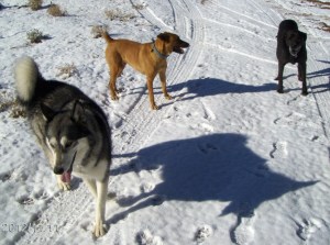 3 snow dawgz