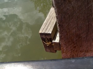 My beautiful picture