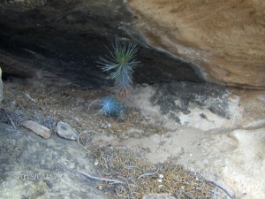 sm cave tree