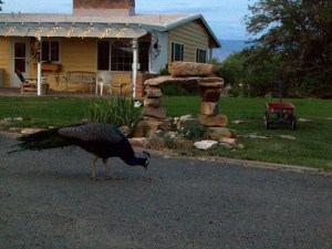 My beautiful picture