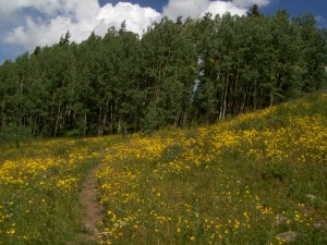 My beautiful picture