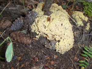 My beautiful picture