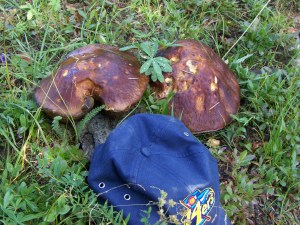 My beautiful picture