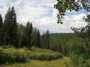 My beautiful picture