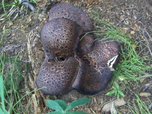 My beautiful picture