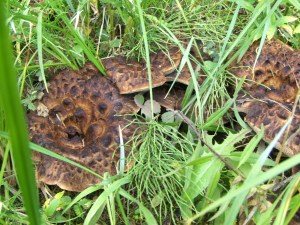 My beautiful picture