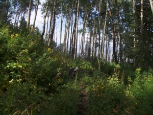 My beautiful picture