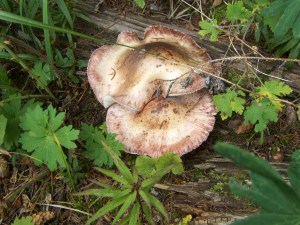 My beautiful picture