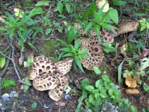 My beautiful picture