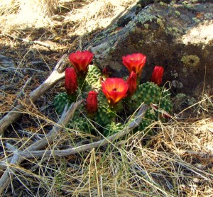 My beautiful picture