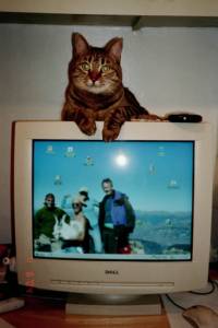 cat_on_monitor
