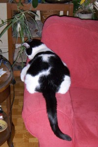 armchair cat