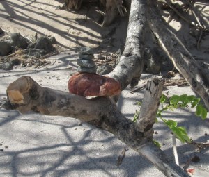 cute little tree-hugger