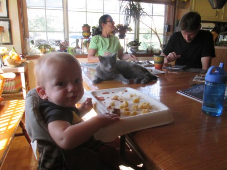 close_henryKitschKitten