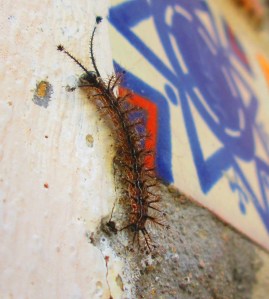 Shower-Room Caterpillar !