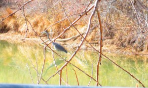 Heron, in our pond, lookin' pa innything edibul