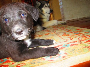 yess we have a NOOOO puppPEEE